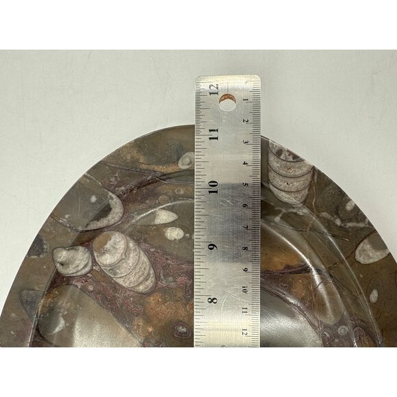 1950s Mid-Century Stone Fossil Plate Orthoceras Sea Shell Ammonite 11.25"X8.5" - Picture 3 of 5